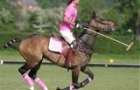 polo horse